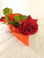 confezione-rosa-rossa-80-cm