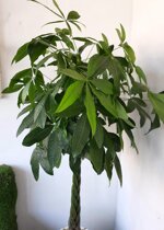 pachira-acquatica-su-vaso-bianco