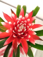 bromelia-con-tessuto