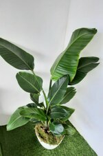 sterlizia-su-vaso-bianco