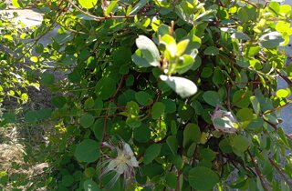 img_20240523_084055.jpeg