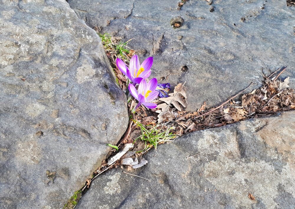 Attenzione: fiori delicati che sfidano il freddo