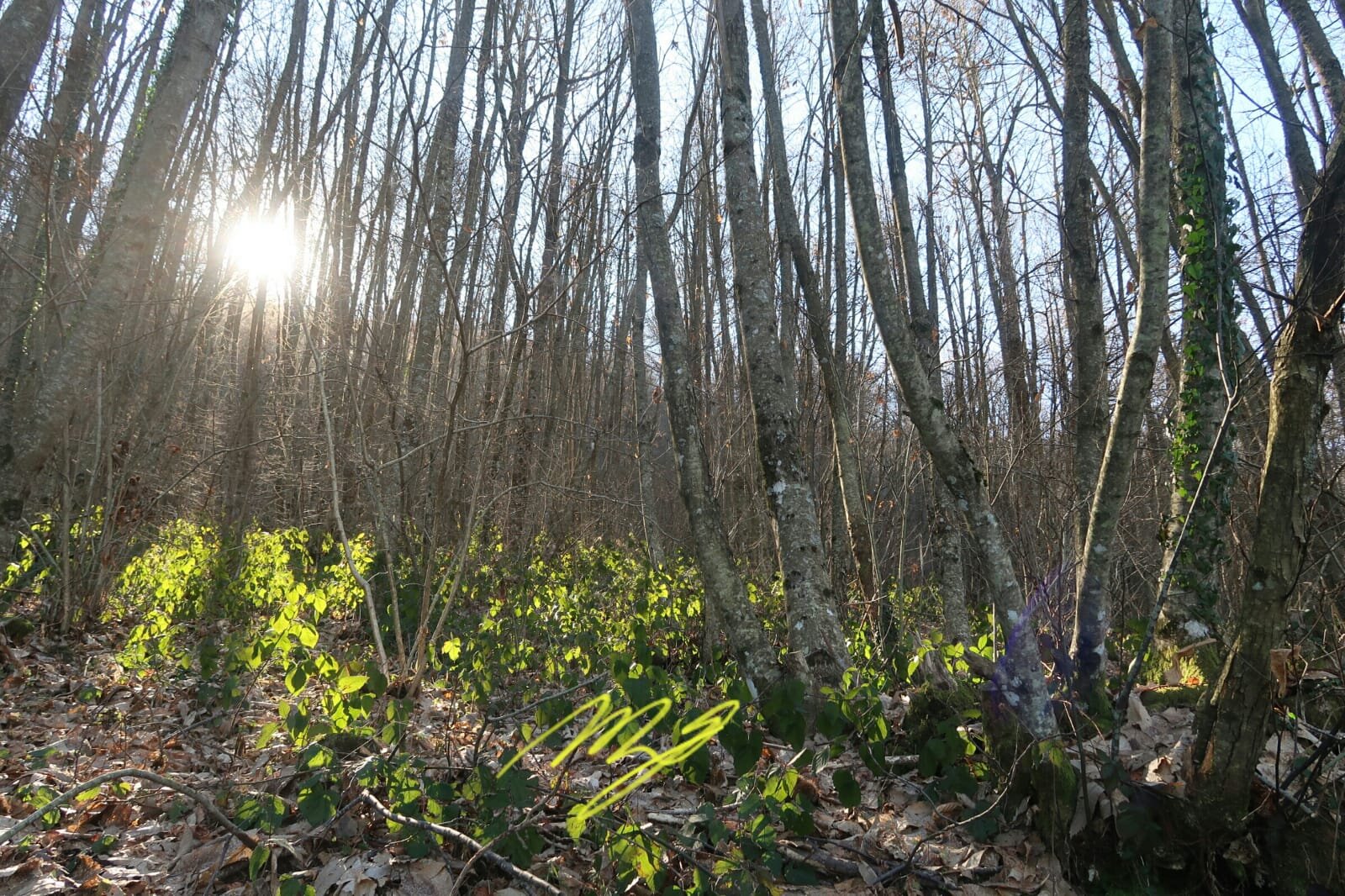 c77c61a8-4af8-4d0d-aa79-4dabef6c05f7.jpeg