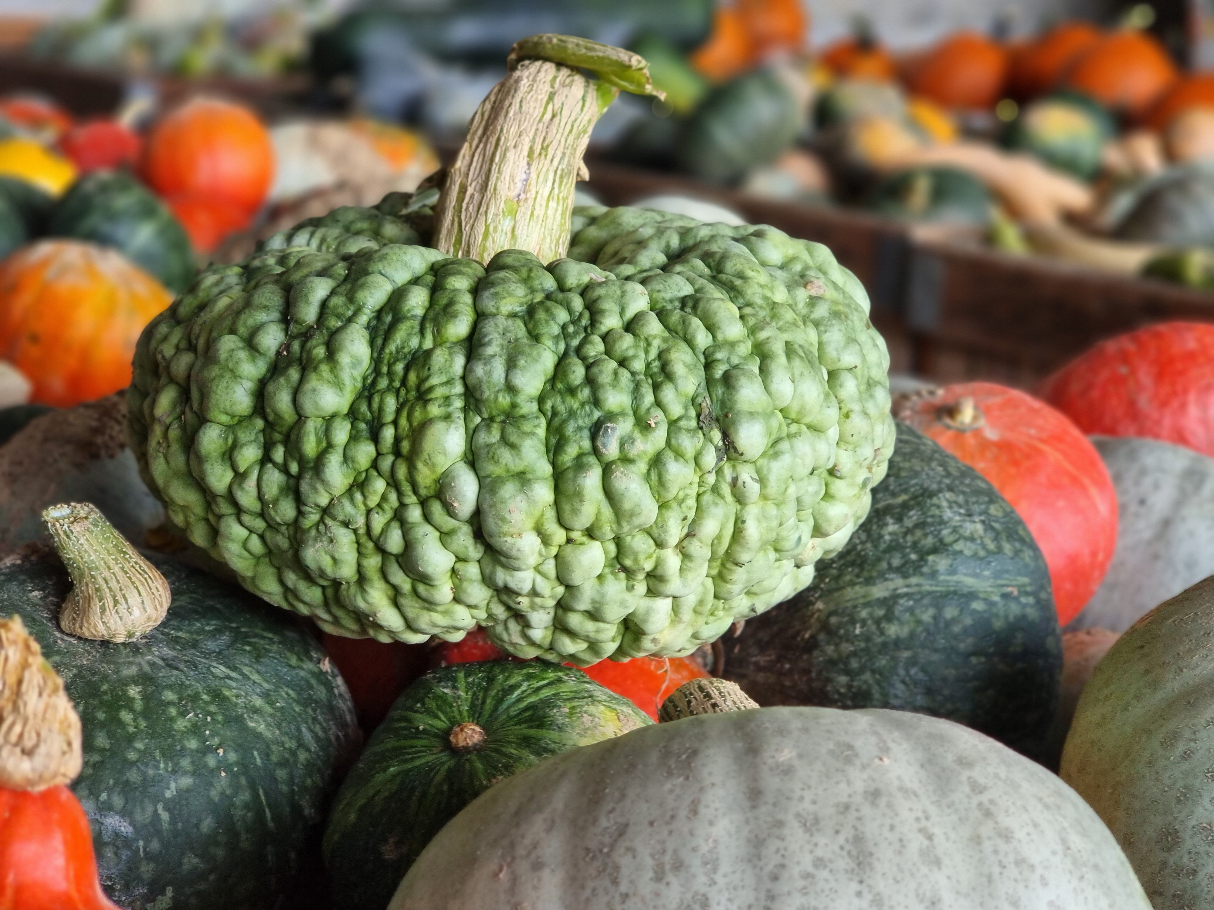 La raccolta delle zucche