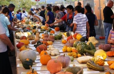 Fiera della zucca di Piozzo Fiera della zucca di Piozzo
