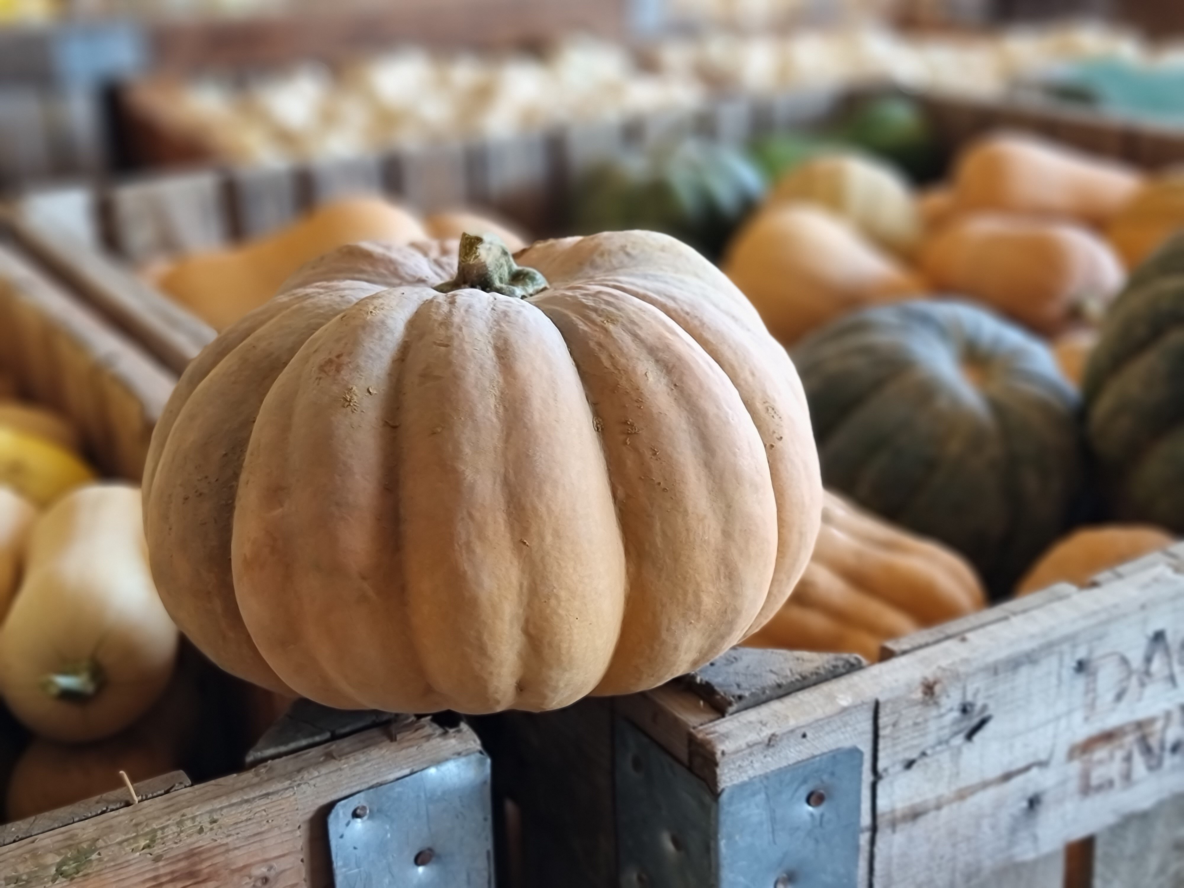The pumpkin harvest is over!