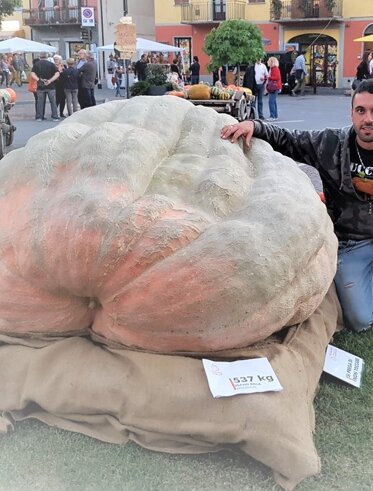 Zucca gigante 537kg Zucca gigante 537kg