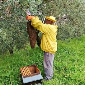 Recupero di uno sciame di api