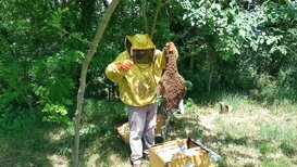 Recupero di uno sciame di api