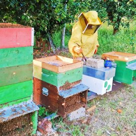 Controllo degli alveari