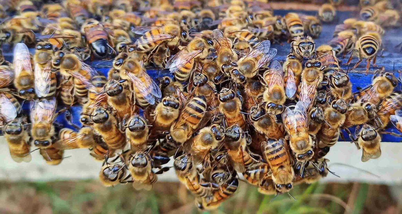 81f63a11-bc67-4528-8023-8fbd20877dc4