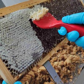 Disopercolatura dei telaini