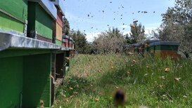 Api bottinatrici che raccolgono polline
