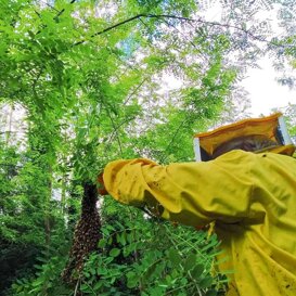 Recupero di uno sciame di api