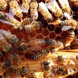 Ape Regina circondata dalle ancelle