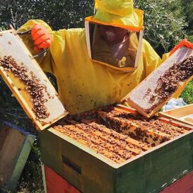 Prelievo dei telaini da melario