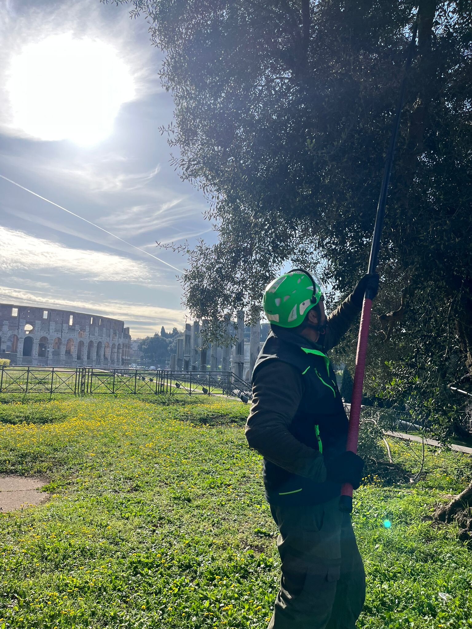 Incontro con gli olivi del Parco Archeologico del Colosseo