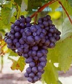 refosco-dal-peduncolo-rosso-igt-wb-da-20-lt