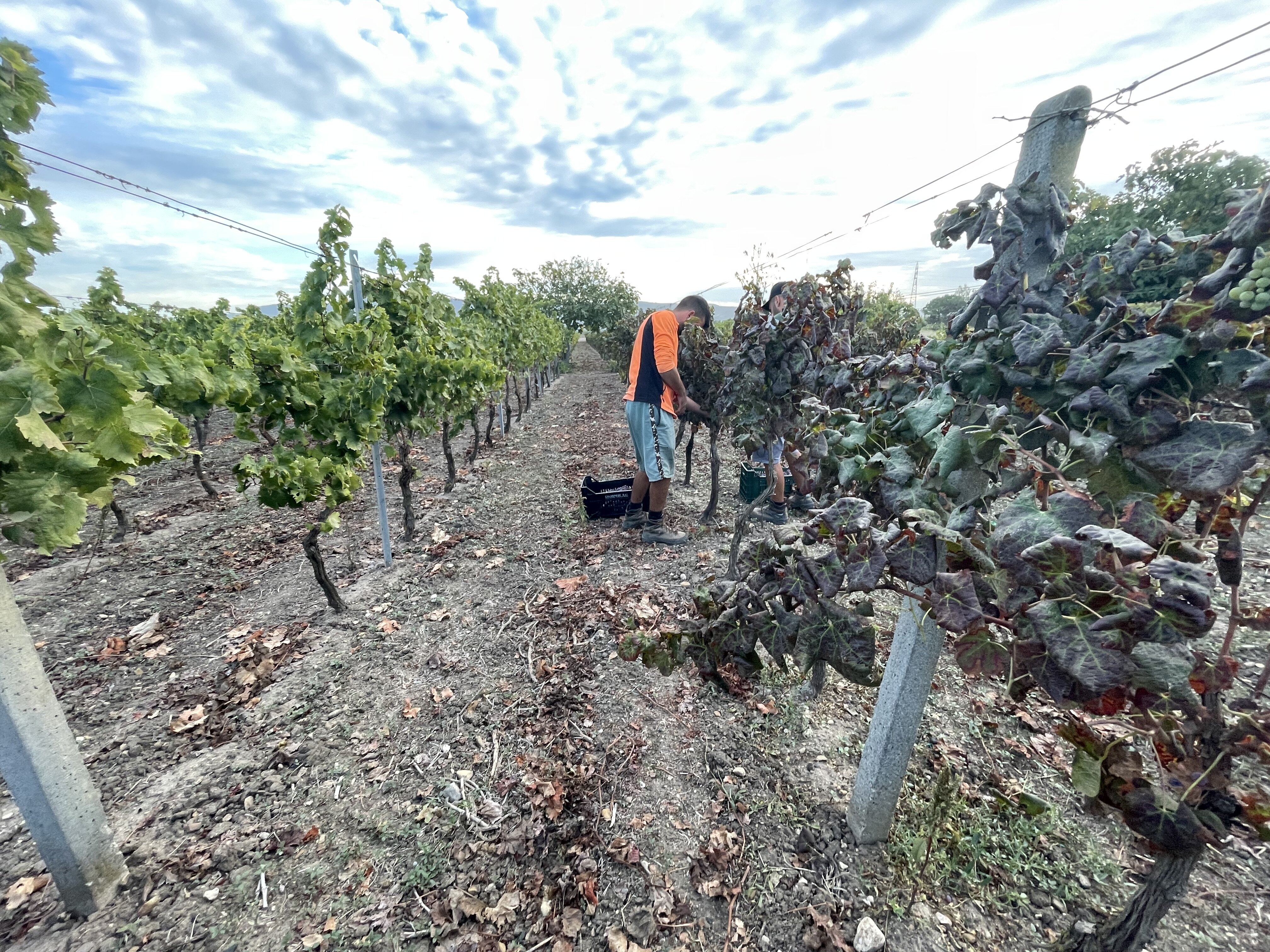 e con il rosso Terminiamo la Vendemmia