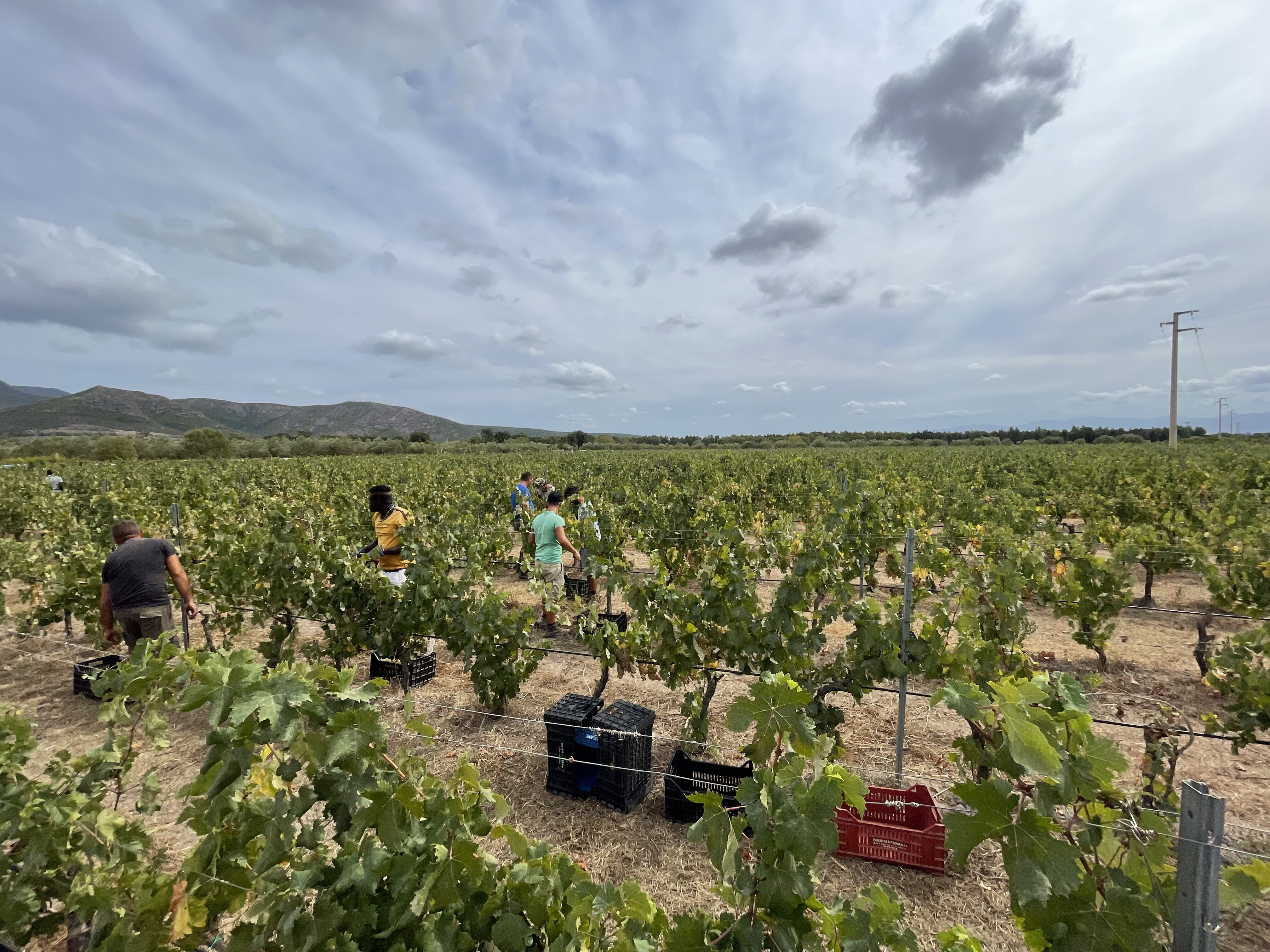 Inizia la Vendemmia..