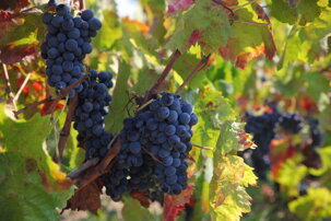 f9265c46-377b-4f14-bcac-477fdc3b4316