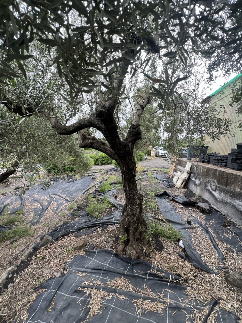 Albero di ulivo di circa 30 anni