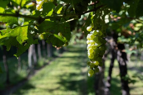 c11e6d1c-c3bb-4e88-9a93-be05a06e8187 c11e6d1c-c3bb-4e88-9a93-be05a06e8187