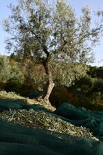 olio-extravergine-di-oliva-bio-prodotto-in-calabria-bottiglia-pet