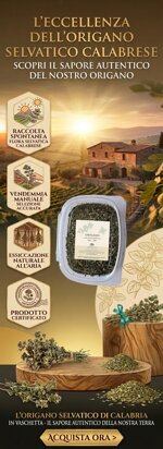 origano-selvatico-a-foglie-calabrese-gr30