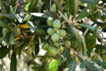 olio-extravergine-di-oliva-bio-prodotto-in-calabria-bottiglia-pet
