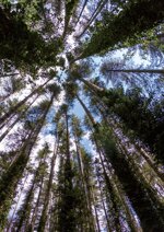 sei-passeggiate-nei-boschi