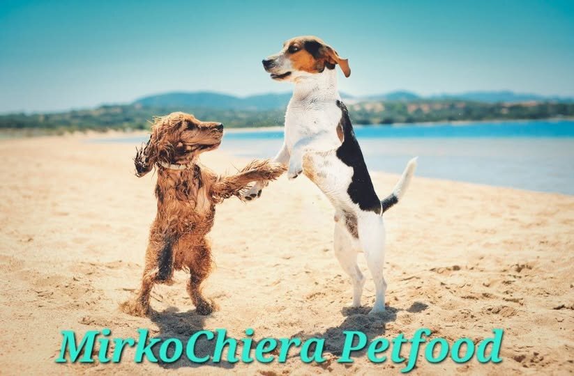 Consigli per portare il tuo cane in spiaggia in sicurezza!