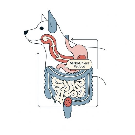 Vomito o rigurgito nel cane?