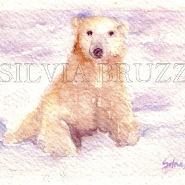 Acquarelli sugli orsi