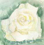 acquarelli-sui-fiori