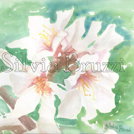 Fiori di mandorlo Primavera acquarello 30x40cm disponibile