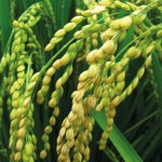 shampoo-struttura-rigen