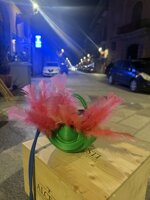 pigghiata-rocchio-accent-coachella-edition