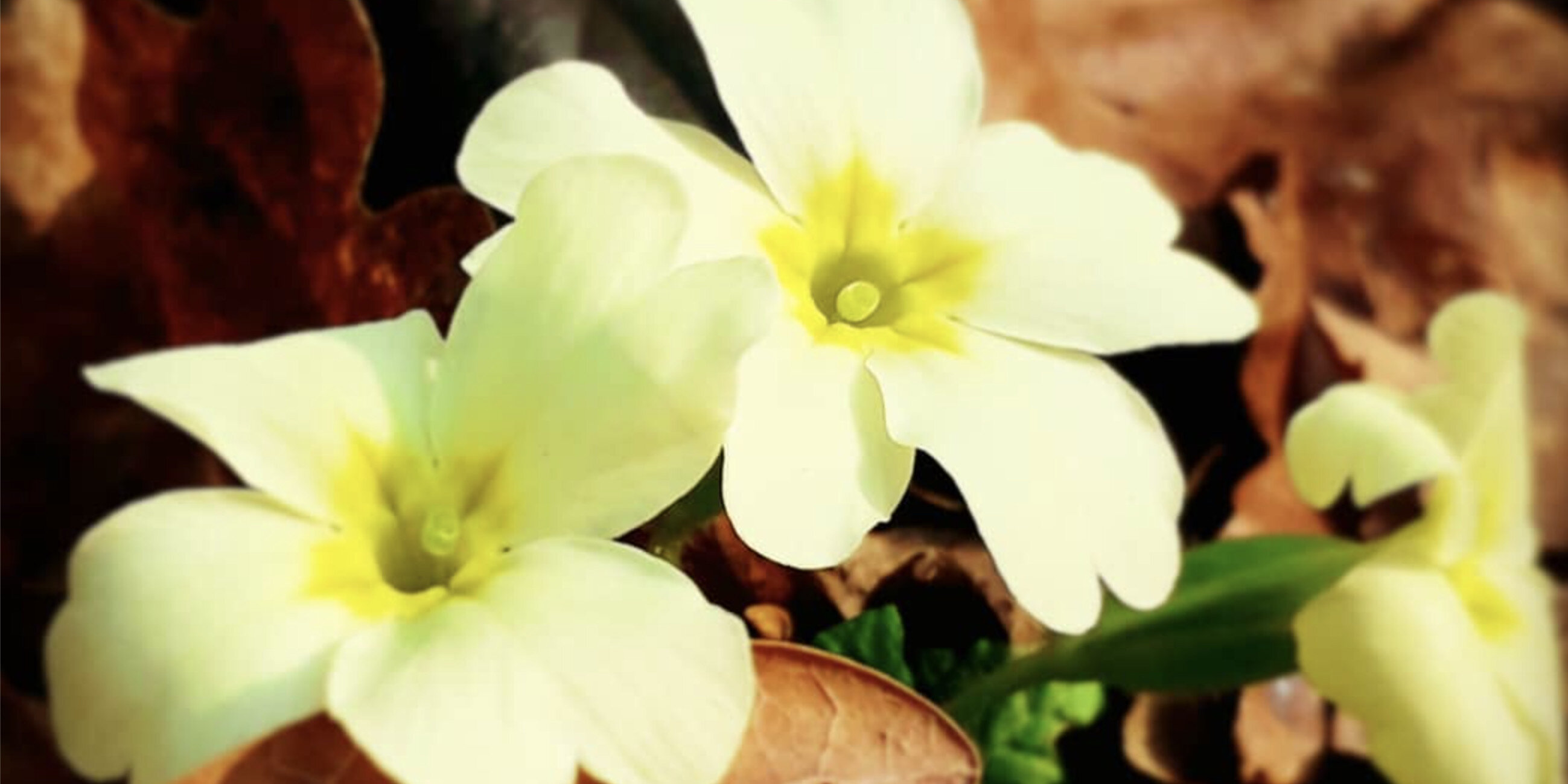 La Grafica Olistica &egrave; risbocciata!