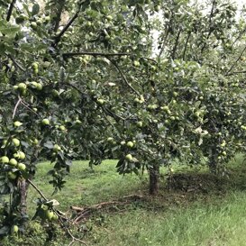 Frutteto di Rivarossa Terreno argilloso, si intuiva dal nome?