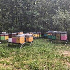 Api sul Tiglio Un bel posto vicino al torrente