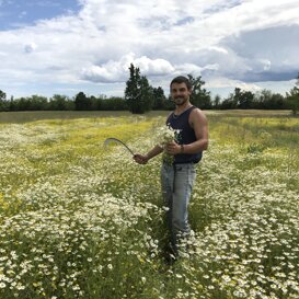 Stefano e la camomilla Un momento molto bucolico di raccolta erbe officinali