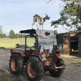 Capra su trattore Un giorno le insegneremo a guidarlo