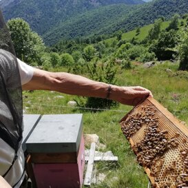 Papà Silvio sul rododendro Vecchi lupi di montagna