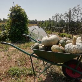 Zucche in carriola Ci saranno salite da sole?