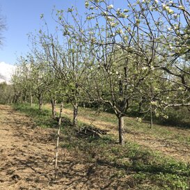 Frutteto di Favria Con i primi fiori che diventeranno frutti