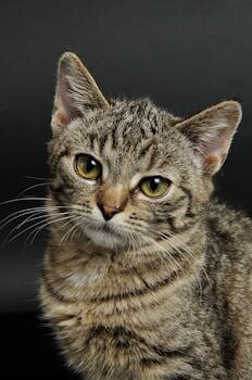 Affrontare il Lutto del proprio Gatto: Consigli e Supporto Professionale