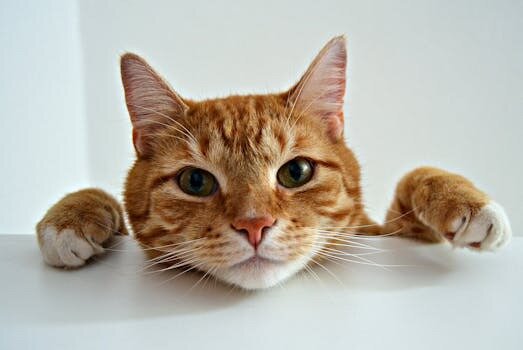 Cremazione Gatto: Onorare i Tuoi Amici Pelosi con Dignit&agrave;