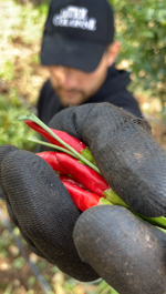 ab-condimento-peperoncino