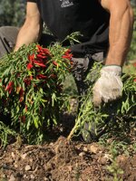 ab-condimento-peperoncino